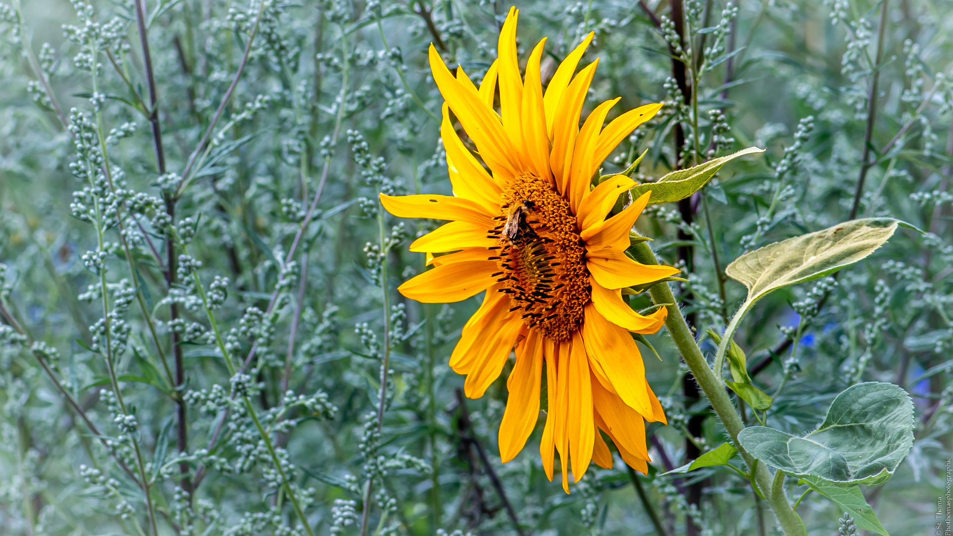 Sonnenblume