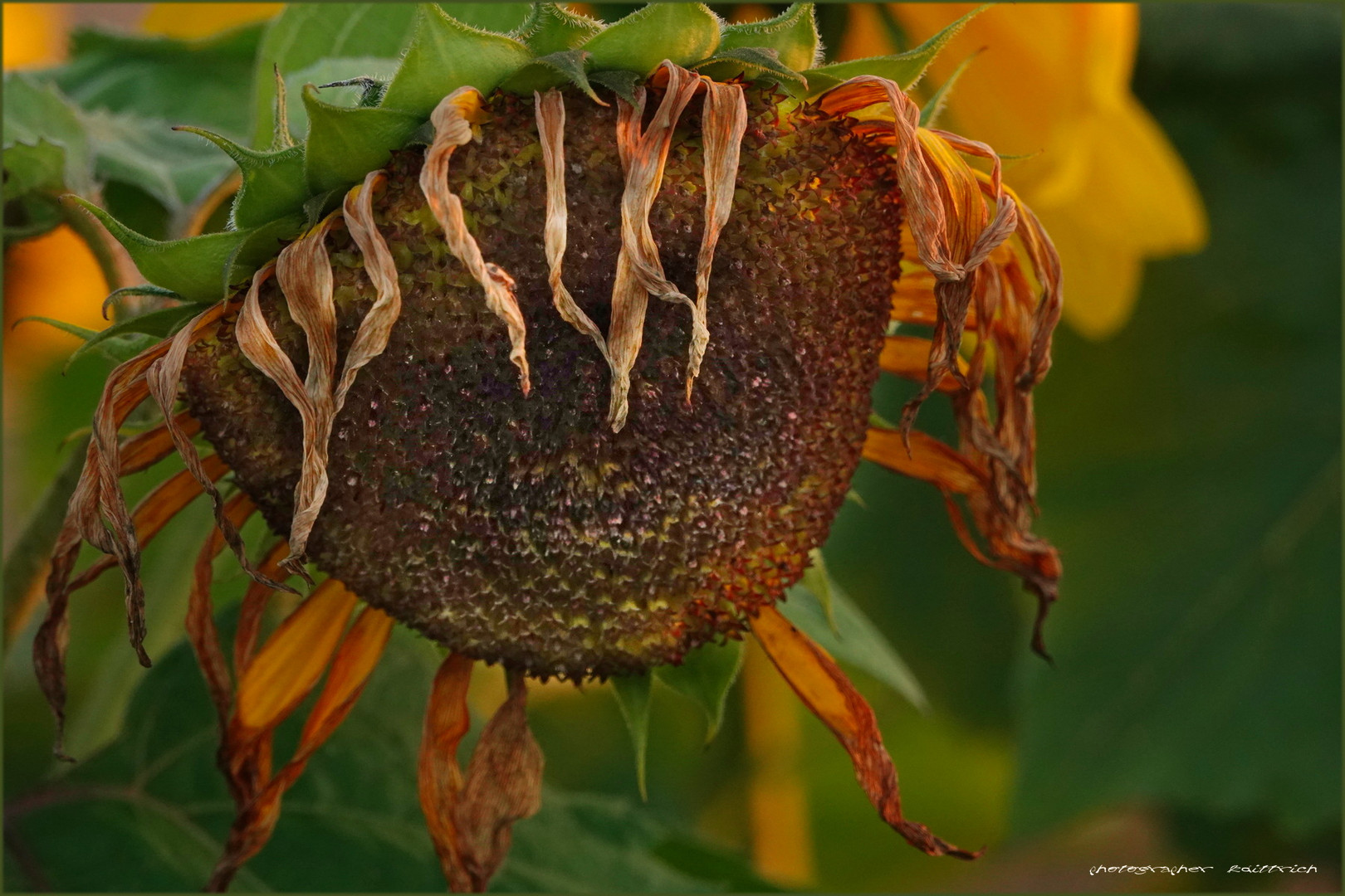 Sonnenblume....