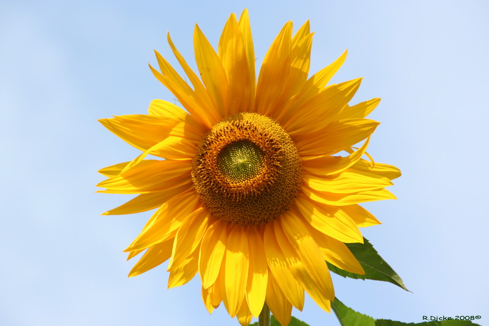 Sonnenblume