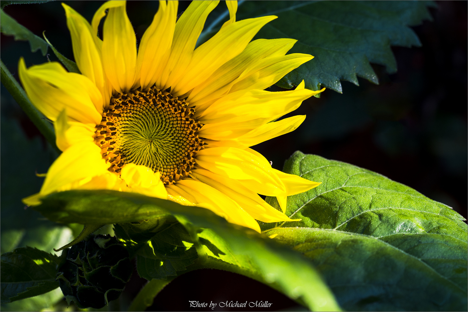 *--Sonnenblume--*