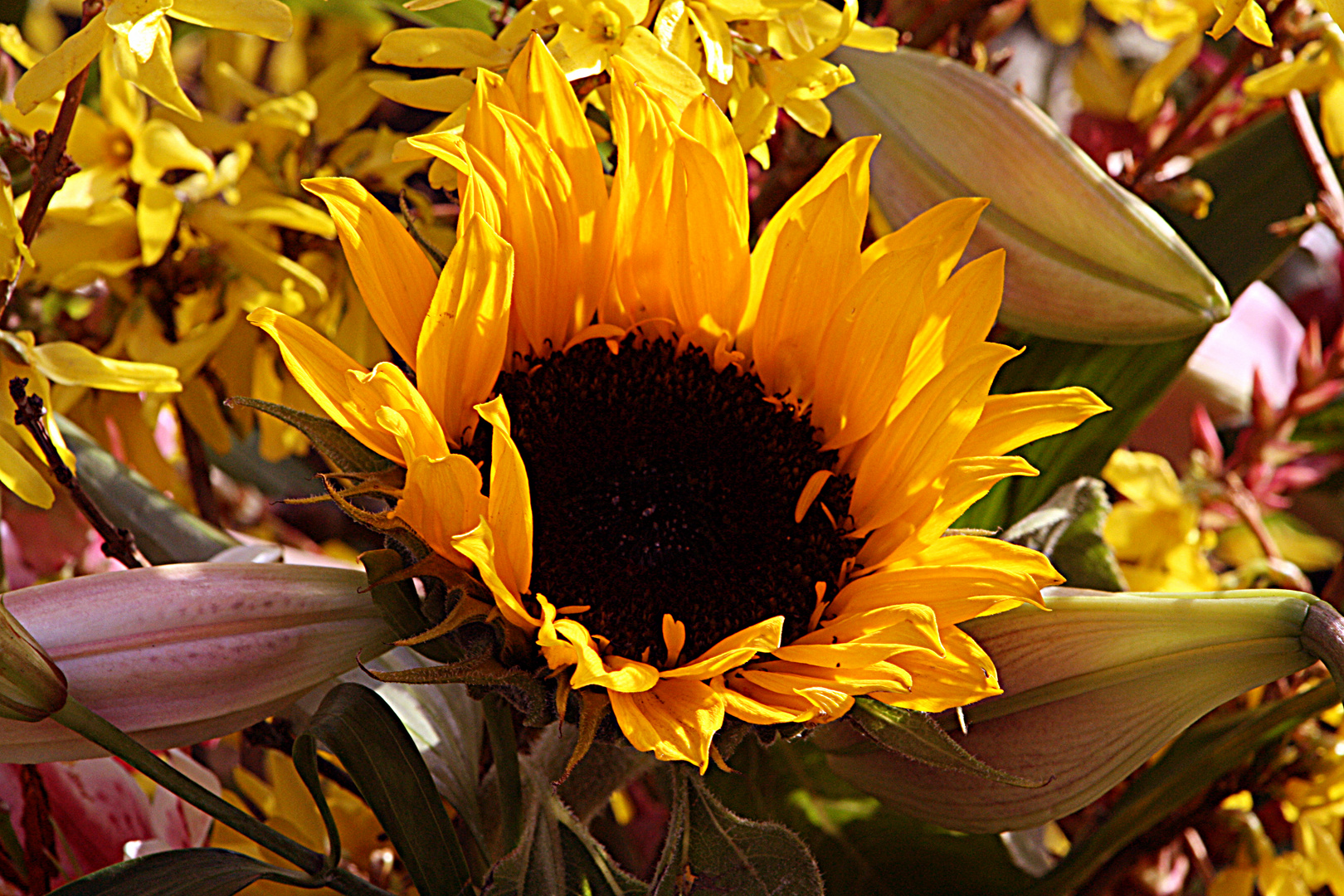 Sonnenblume