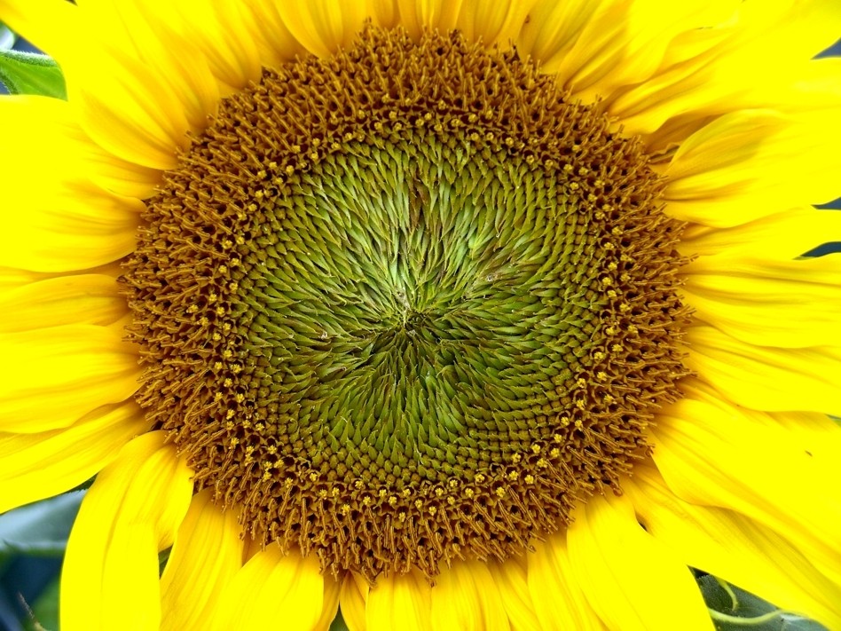 Sonnenblume