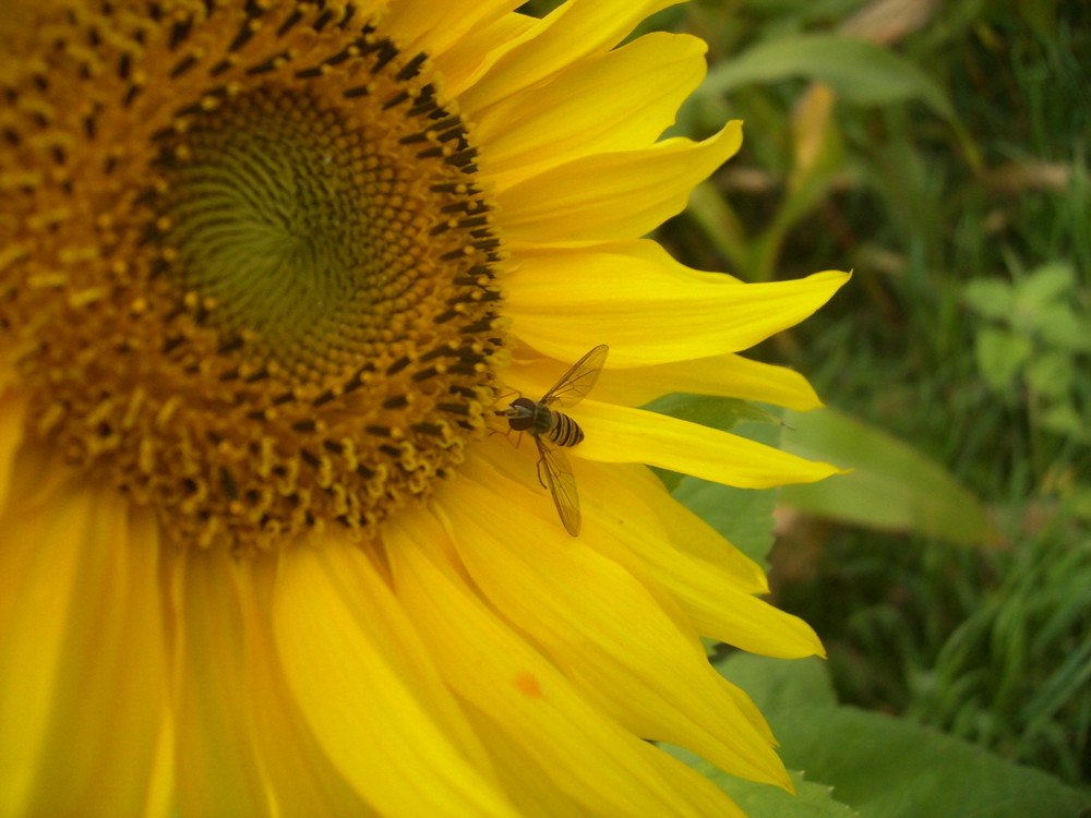 Sonnenblume