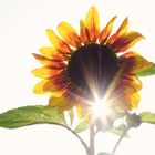 Sonnenblume