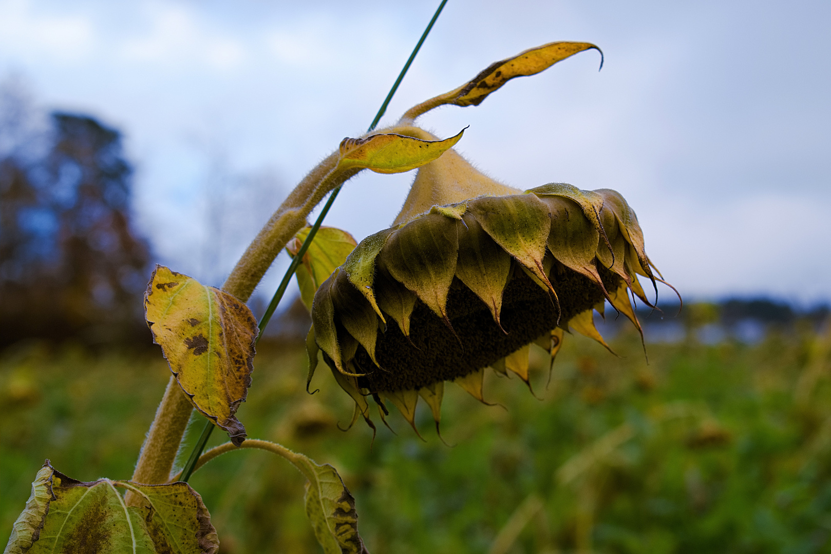 Sonnenblume