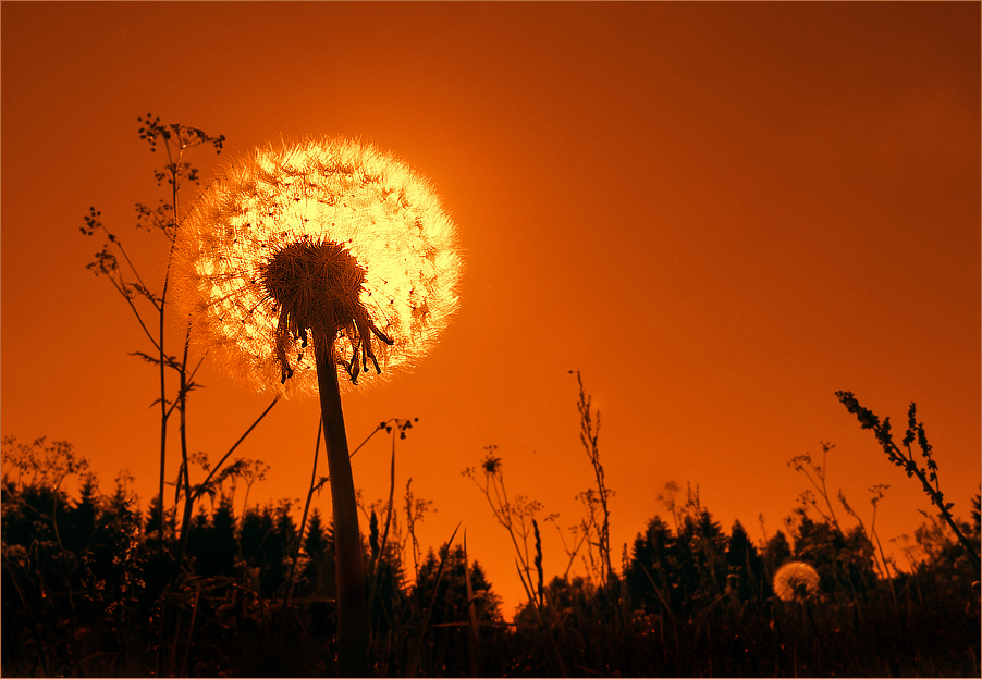 Sonnenblume