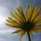 Sonnenblume