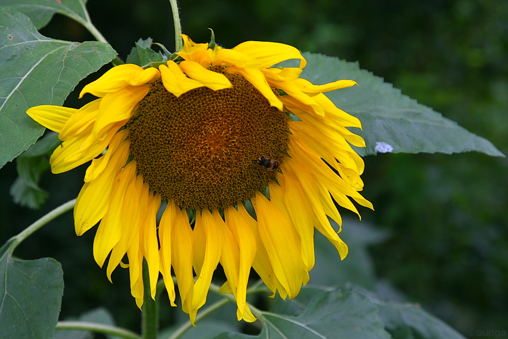 Sonnenblume