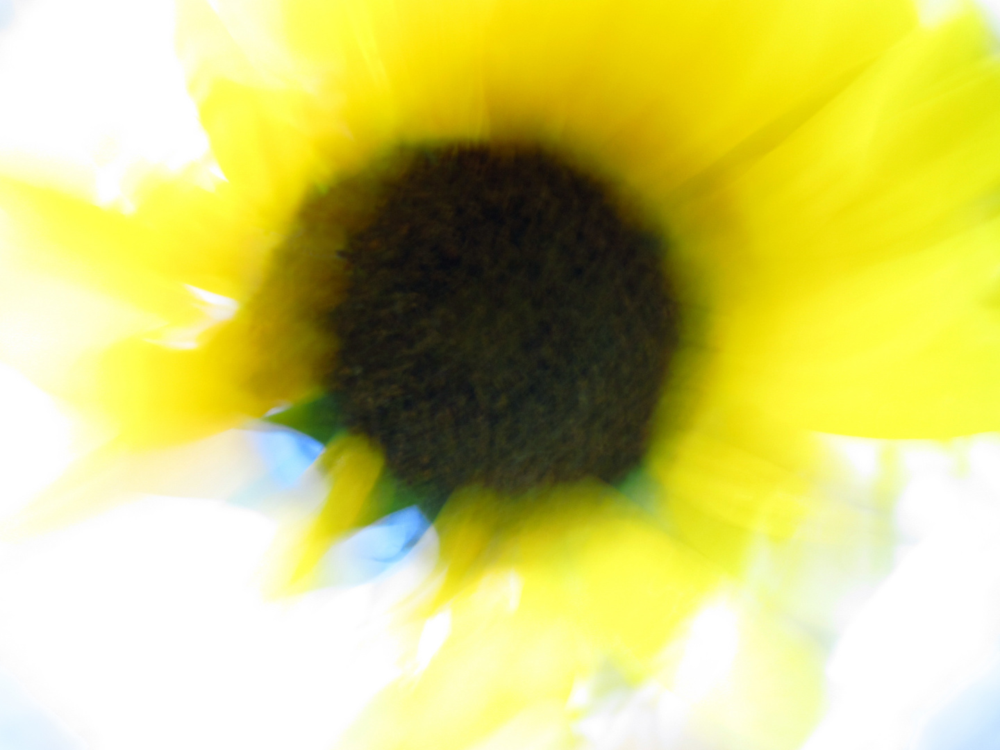 Sonnenblume