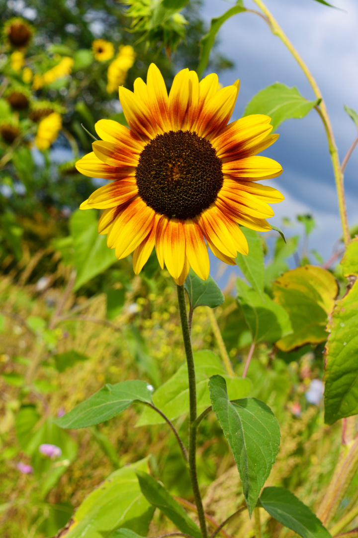 Sonnenblume