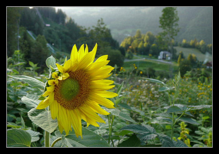 Sonnenblume