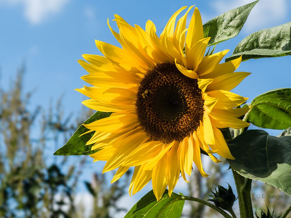 Sonnenblume Foto & Bild | flowers, nature, nikon Bilder auf fotocommunity