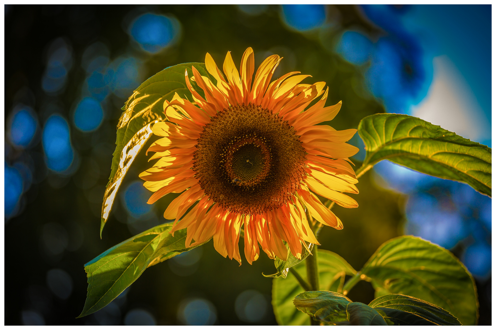 Sonnenblume