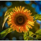 Sonnenblume