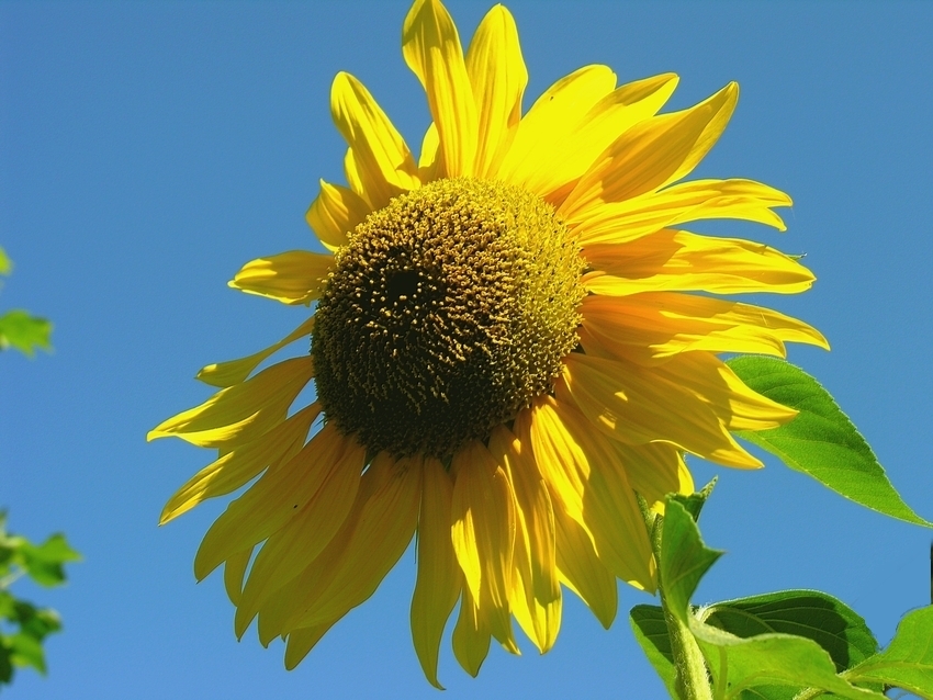 Sonnenblume von Friedhelm II 