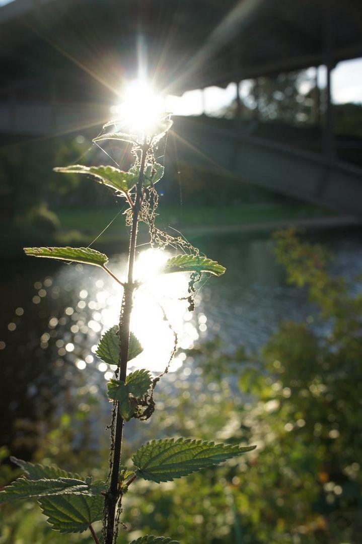 "Sonnenblume"