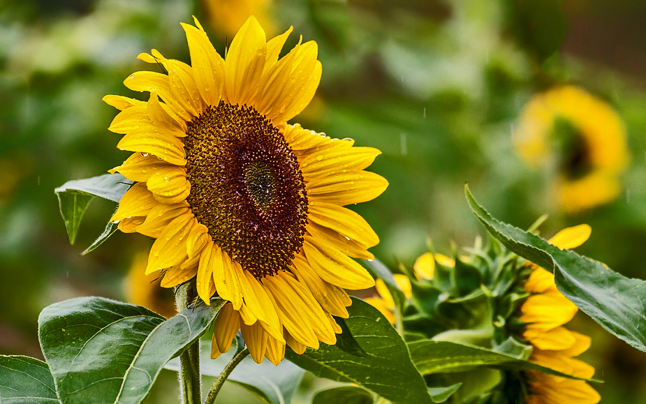 Sonnenblume