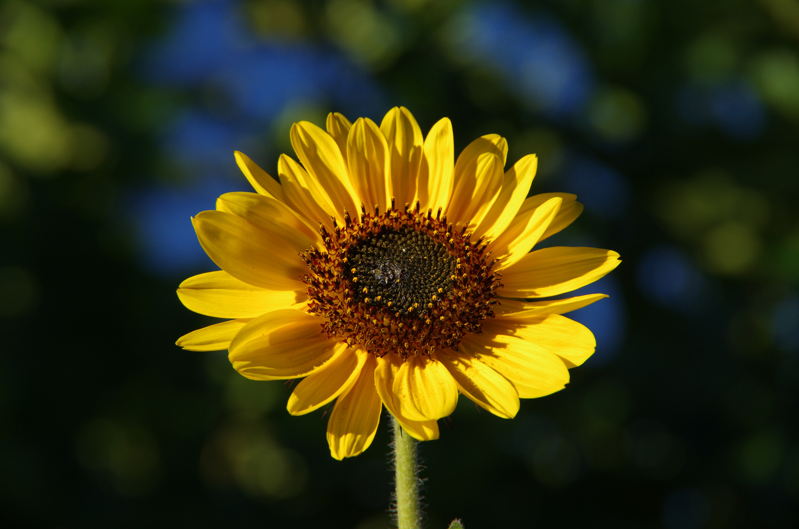 Sonnenblume