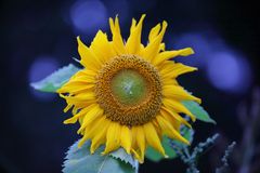 Sonnenblume