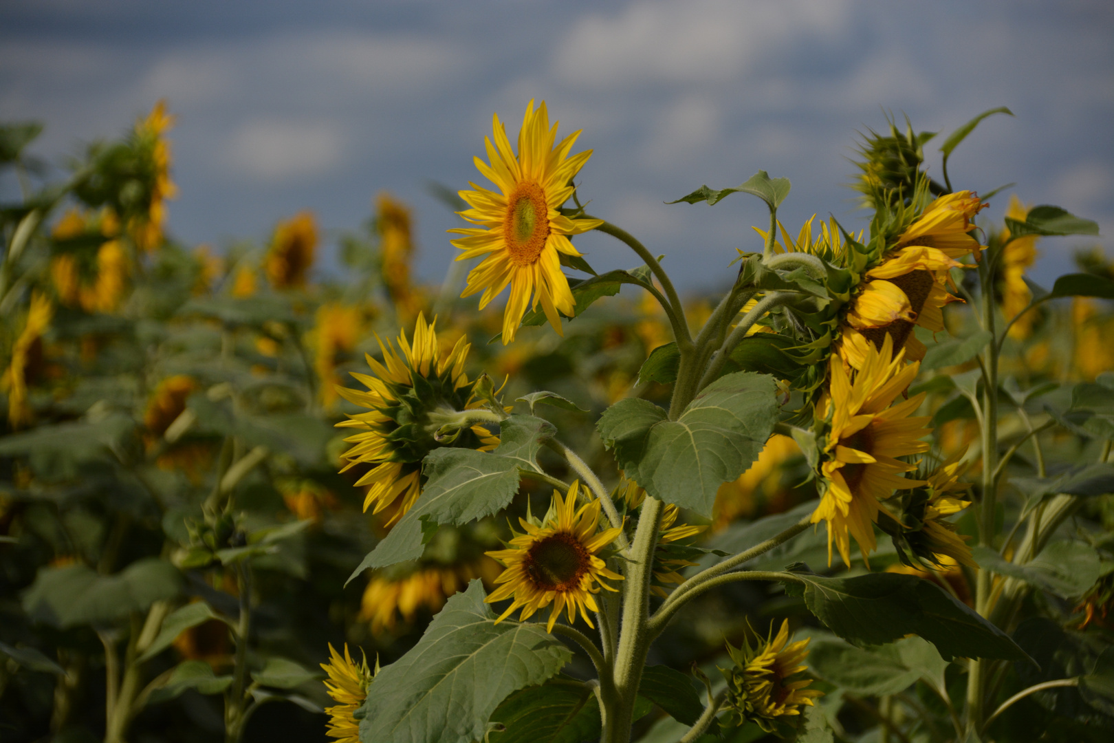 Sonnenblume