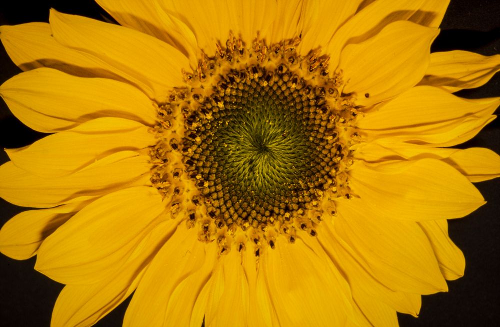 Sonnenblume