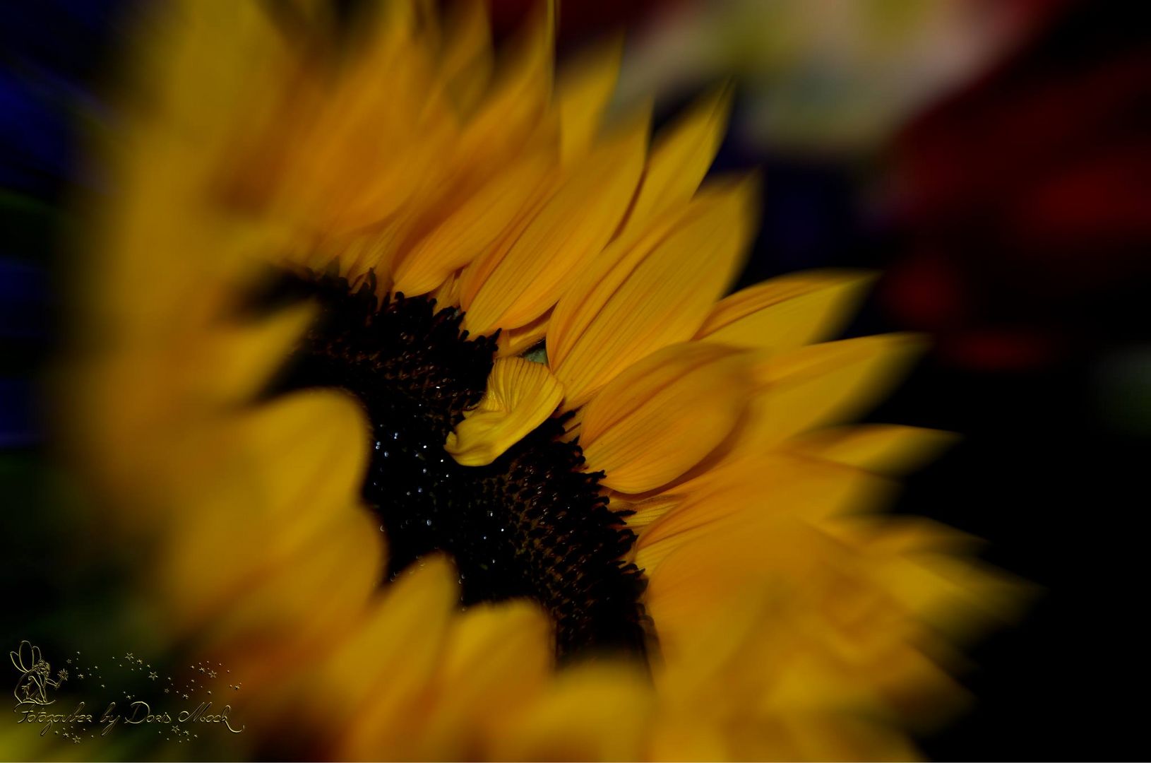 Sonnenblume