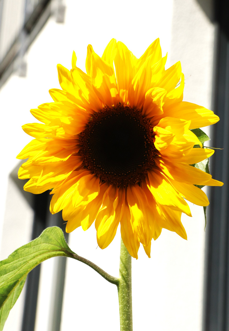 Sonnenblume