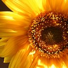 Sonnenblume