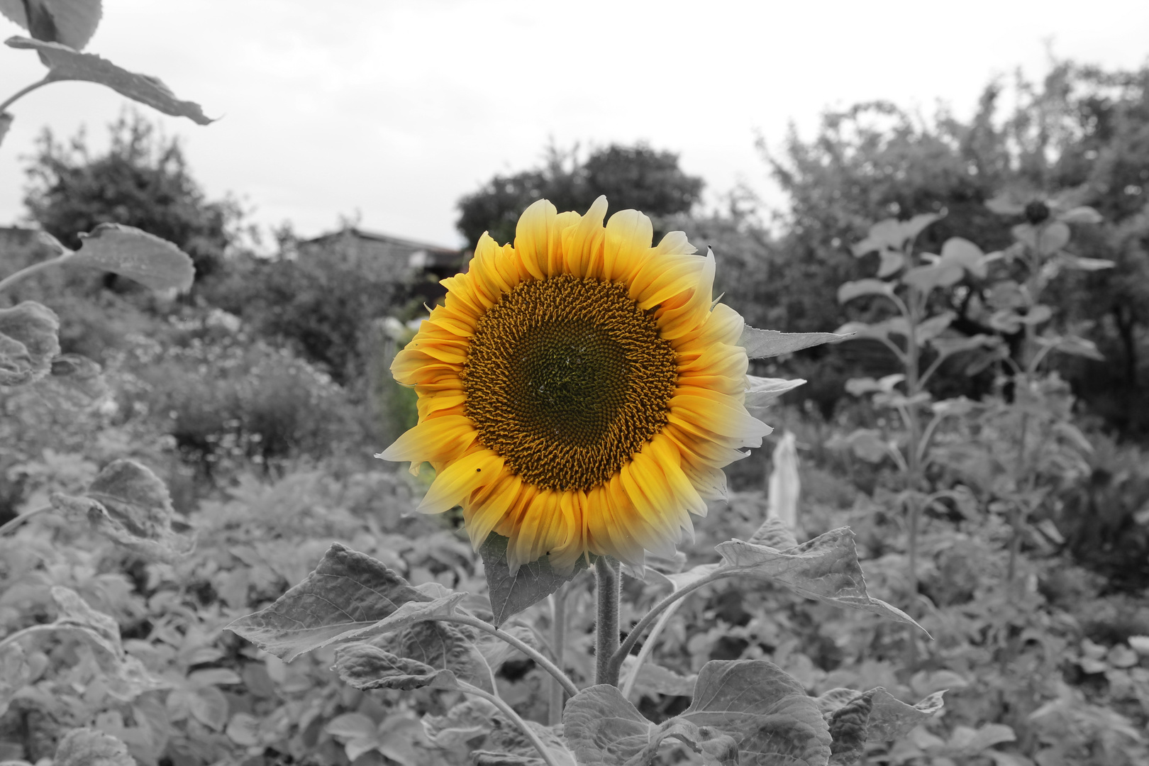 Sonnenblume