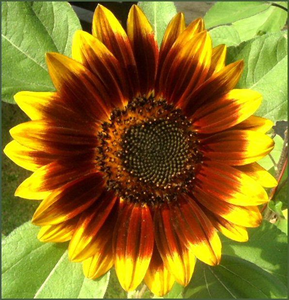 Sonnenblume