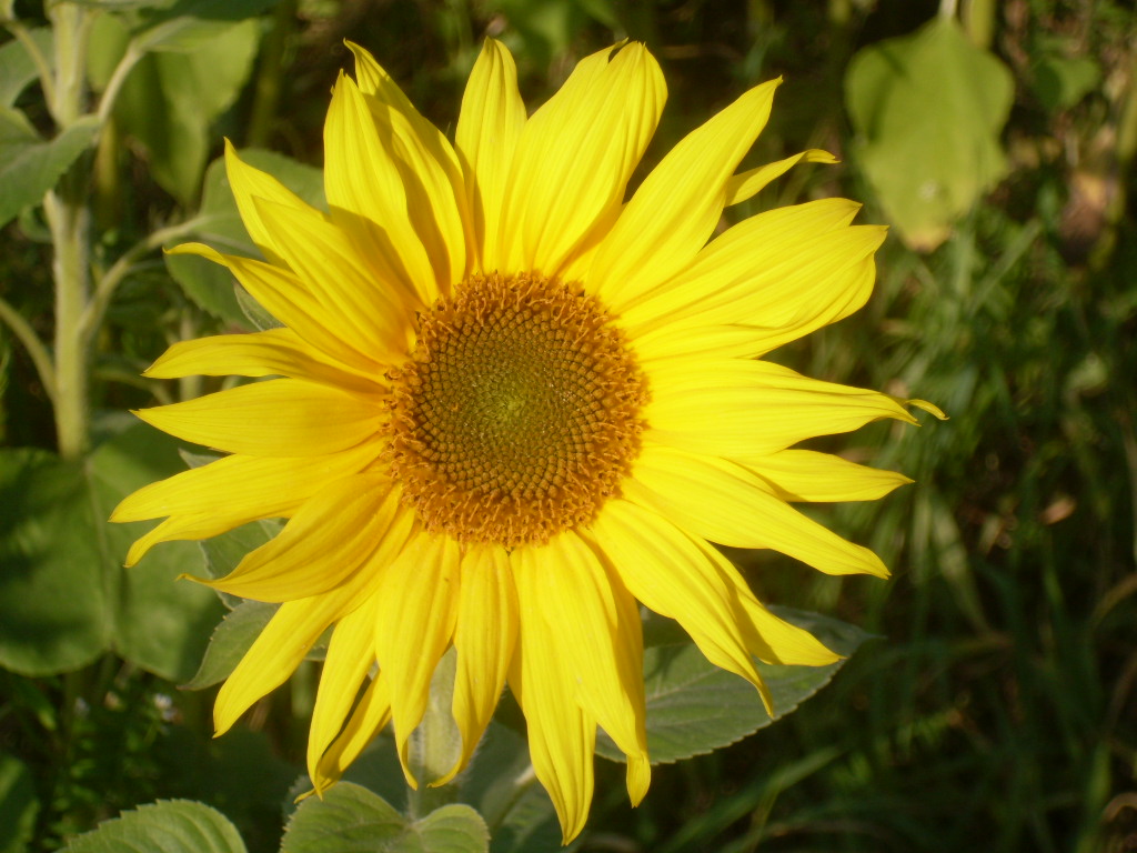 Sonnenblume