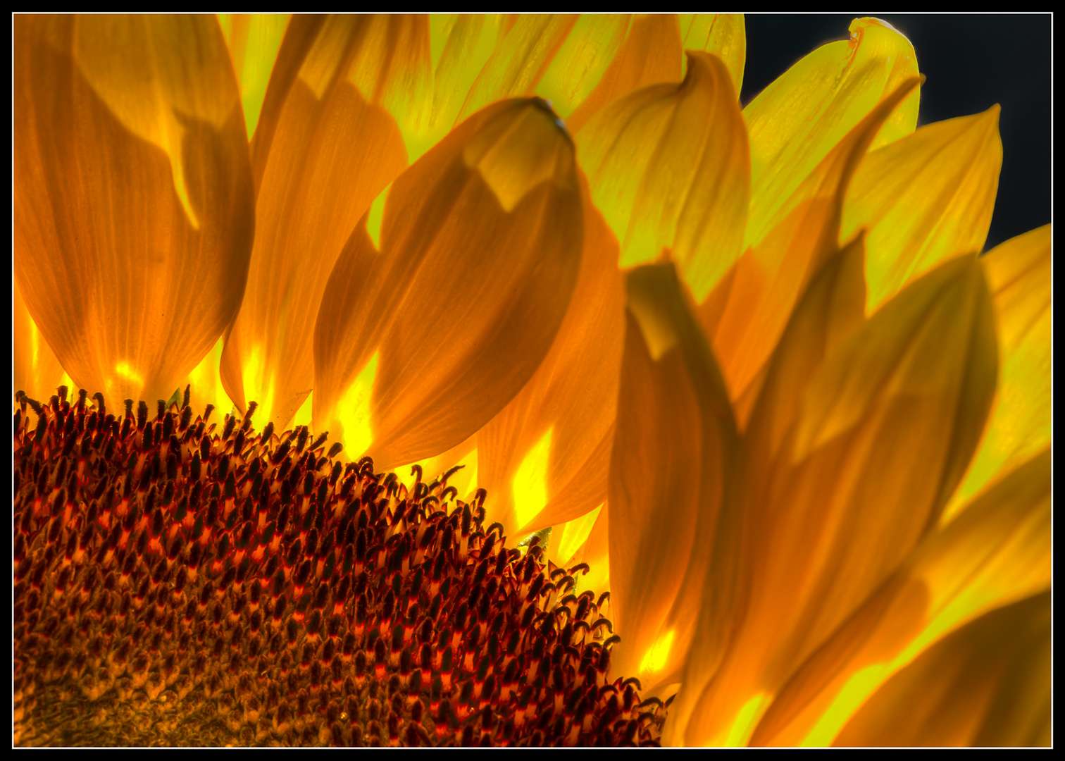 Sonnenblume