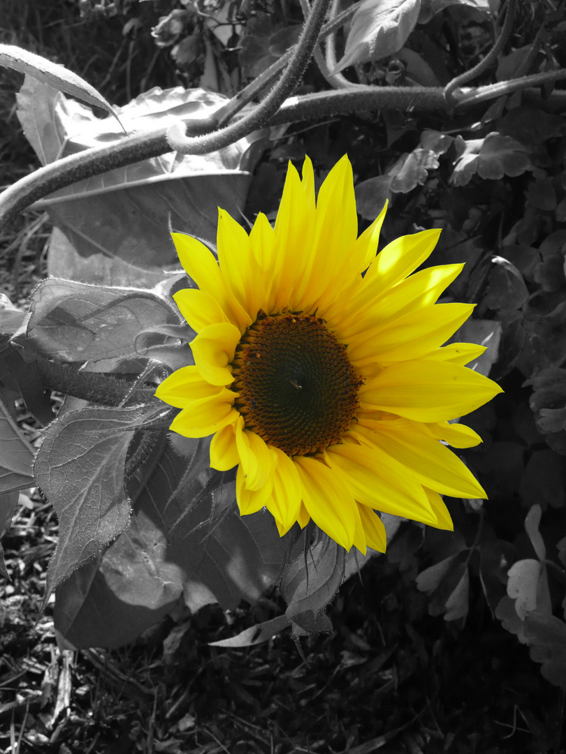 Sonnenblume