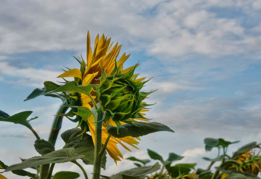 Sonnenblume