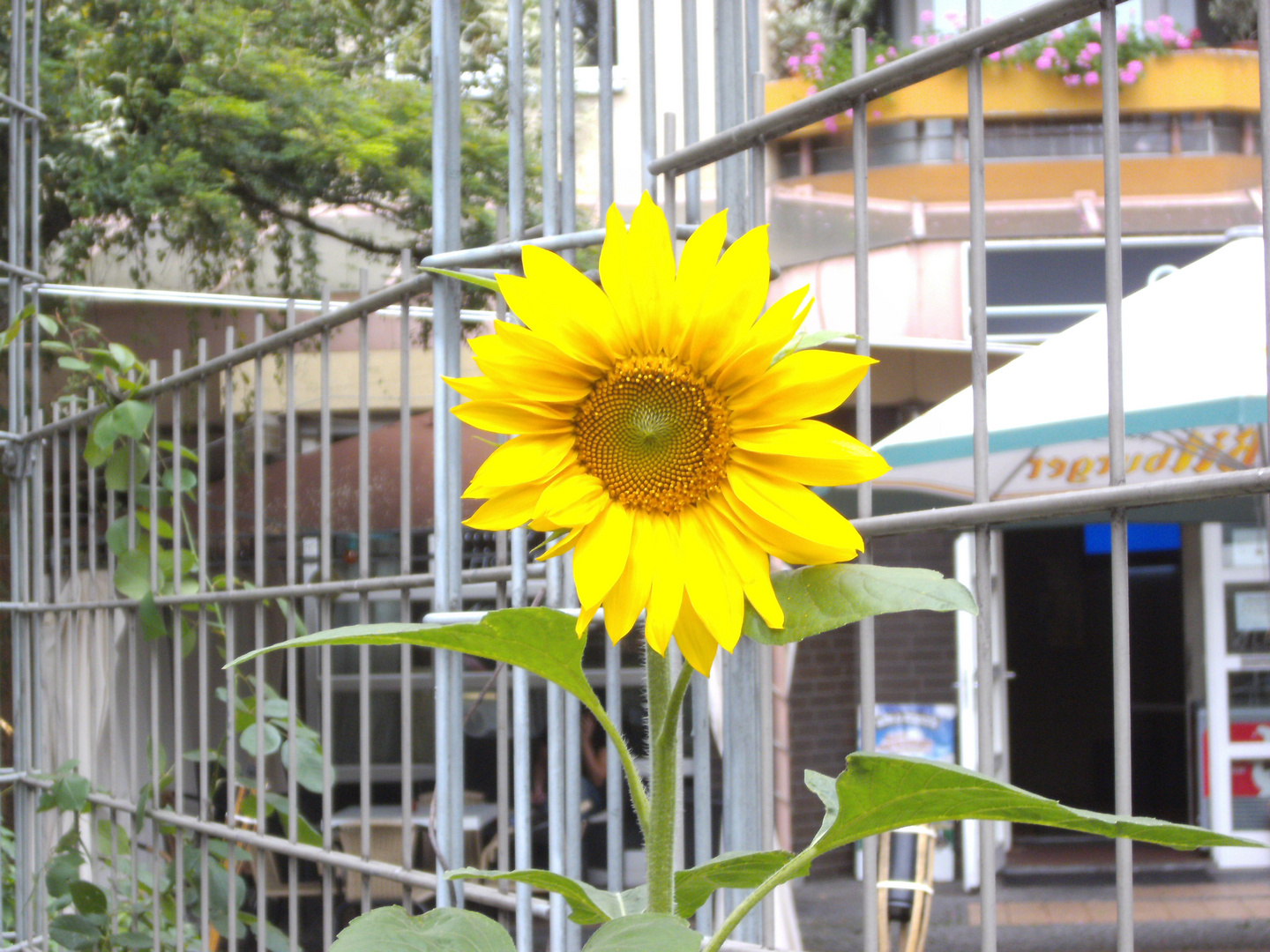 Sonnenblume