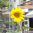 Sonnenblume