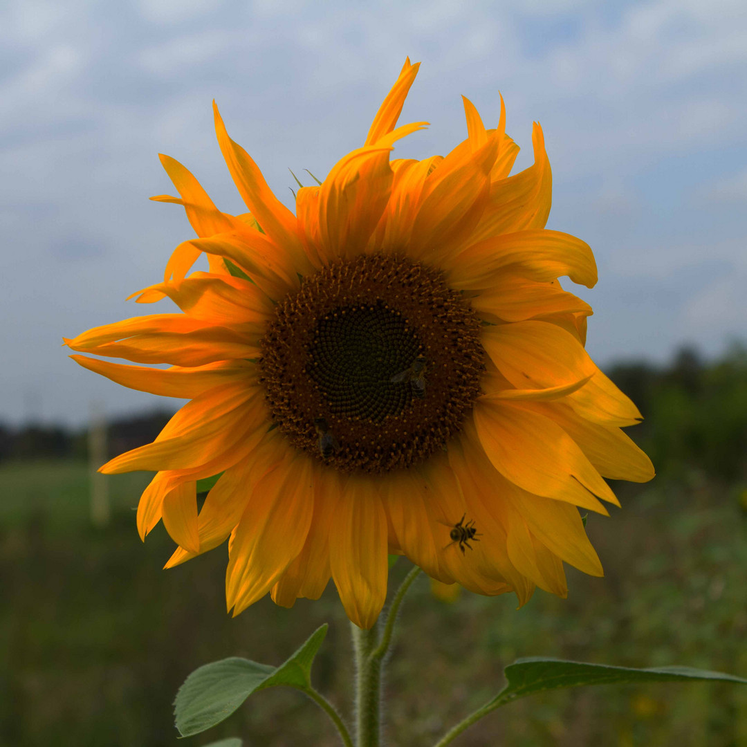 Sonnenblume