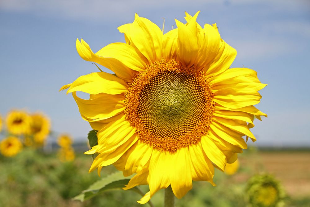 Sonnenblume