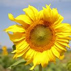 Sonnenblume