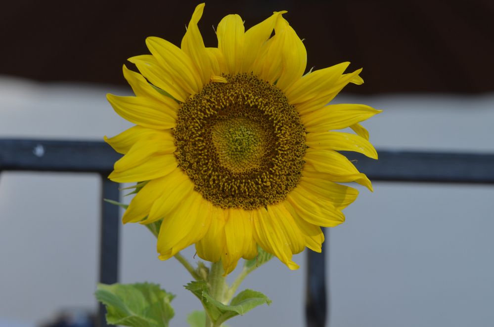 Sonnenblume