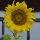 Sonnenblume