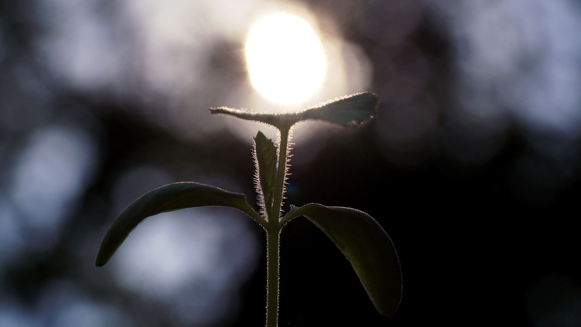 "Sonnenblume"