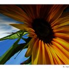 Sonnenblume..