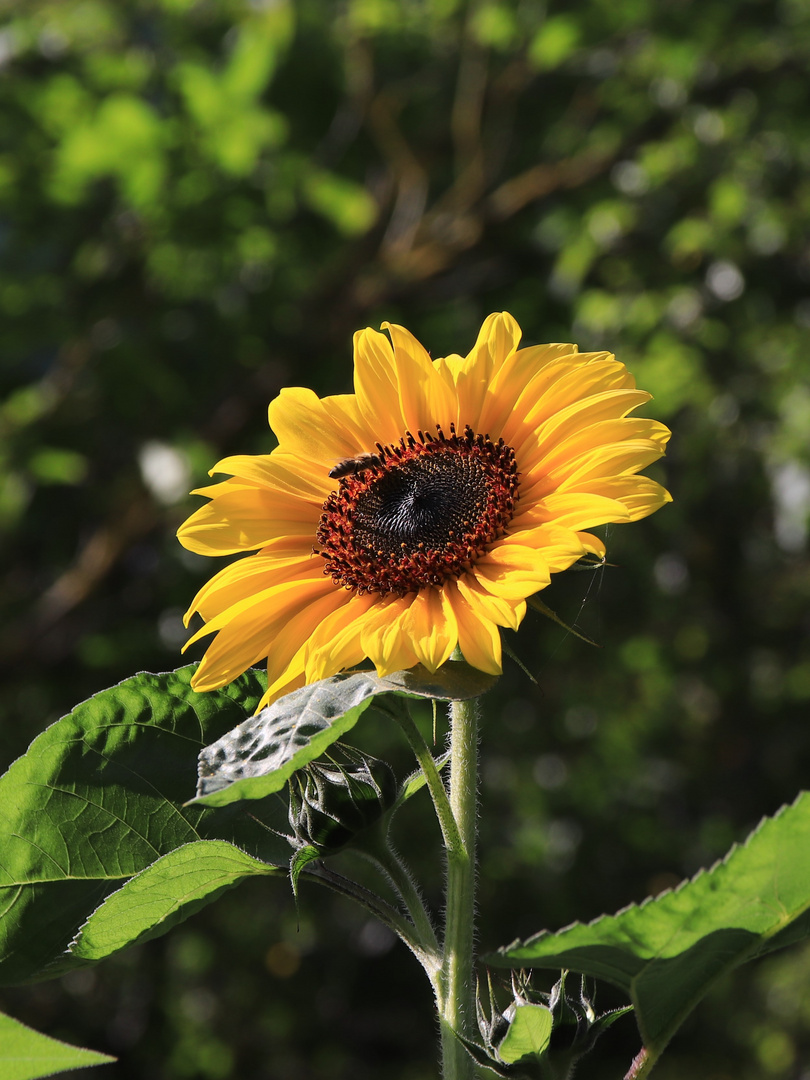 Sonnenblume