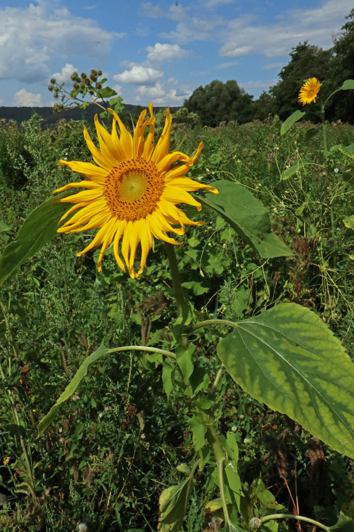 Sonnenblume