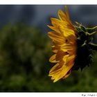 Sonnenblume