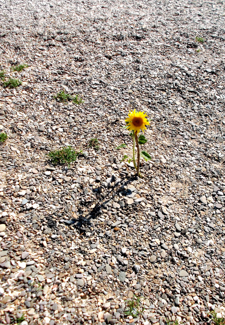 Sonnenblume