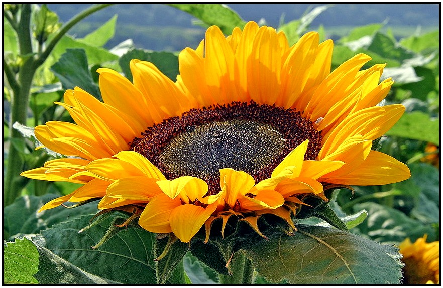 Sonnenblume