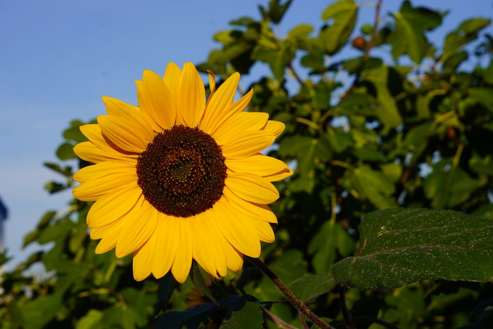 Sonnenblume