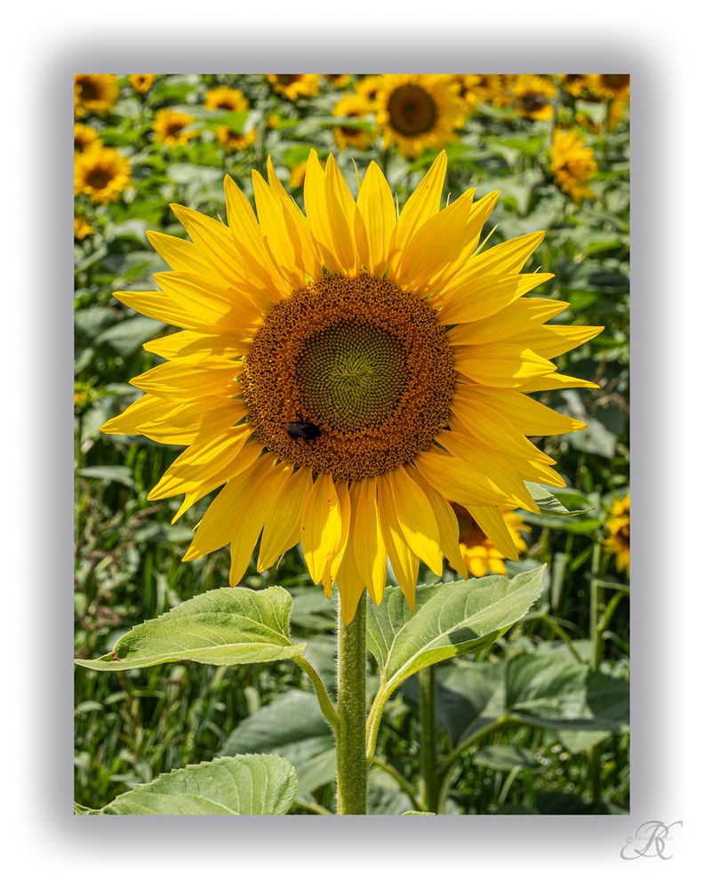 Sonnenblume Foto & Bild | pflanzen, pilze & flechten, blüten ...